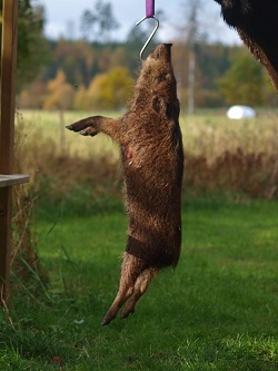 Ein mit einem Haken durch den Kopf zum Ausbluten aufgehängter Wildschweinkadaver